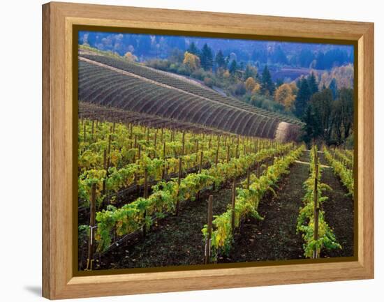 Vineyard in the Willamette Valley, Oregon, USA-Janis Miglavs-Framed Premier Image Canvas