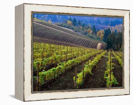 Vineyard in the Willamette Valley, Oregon, USA-Janis Miglavs-Framed Premier Image Canvas