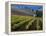 Vineyard in the Willamette Valley, Oregon, USA-Janis Miglavs-Framed Premier Image Canvas