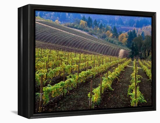 Vineyard in the Willamette Valley, Oregon, USA-Janis Miglavs-Framed Premier Image Canvas