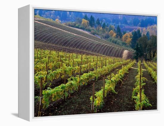 Vineyard in the Willamette Valley, Oregon, USA-Janis Miglavs-Framed Premier Image Canvas