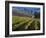 Vineyard in the Willamette Valley, Oregon, USA-Janis Miglavs-Framed Photographic Print