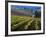 Vineyard in the Willamette Valley, Oregon, USA-Janis Miglavs-Framed Photographic Print