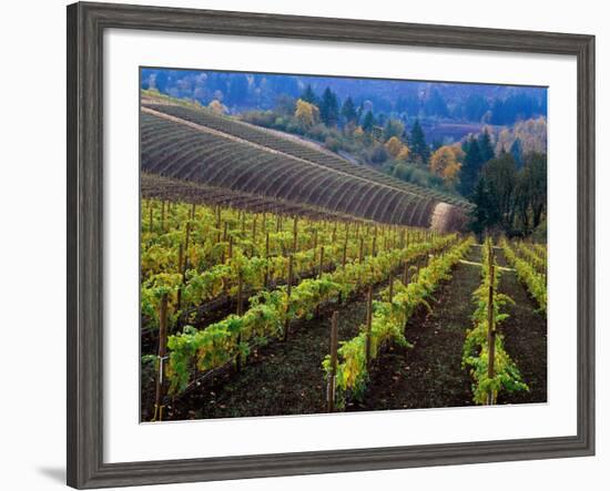 Vineyard in the Willamette Valley, Oregon, USA-Janis Miglavs-Framed Photographic Print