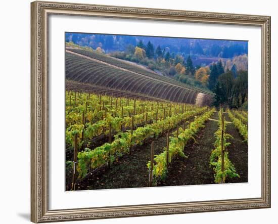 Vineyard in the Willamette Valley, Oregon, USA-Janis Miglavs-Framed Photographic Print