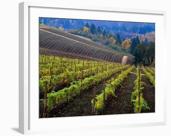 Vineyard in the Willamette Valley, Oregon, USA-Janis Miglavs-Framed Photographic Print