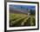 Vineyard in the Willamette Valley, Oregon, USA-Janis Miglavs-Framed Photographic Print