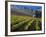 Vineyard in the Willamette Valley, Oregon, USA-Janis Miglavs-Framed Photographic Print