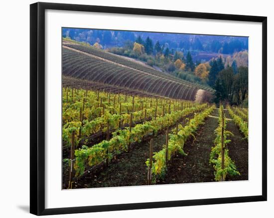 Vineyard in the Willamette Valley, Oregon, USA-Janis Miglavs-Framed Photographic Print