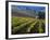 Vineyard in the Willamette Valley, Oregon, USA-Janis Miglavs-Framed Photographic Print