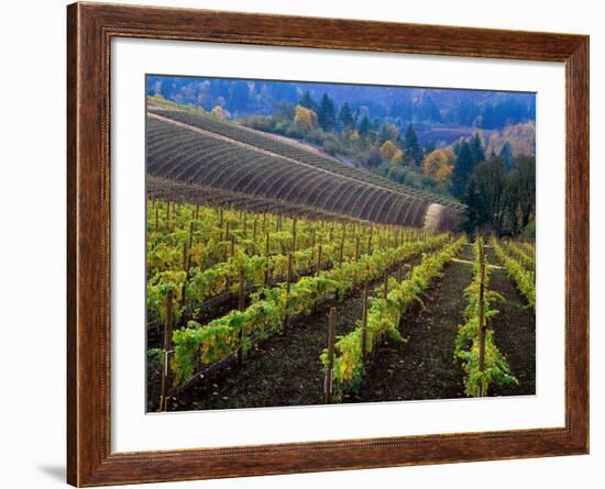 Vineyard in the Willamette Valley, Oregon, USA-Janis Miglavs-Framed Photographic Print