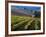 Vineyard in the Willamette Valley, Oregon, USA-Janis Miglavs-Framed Photographic Print