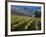 Vineyard in the Willamette Valley, Oregon, USA-Janis Miglavs-Framed Photographic Print