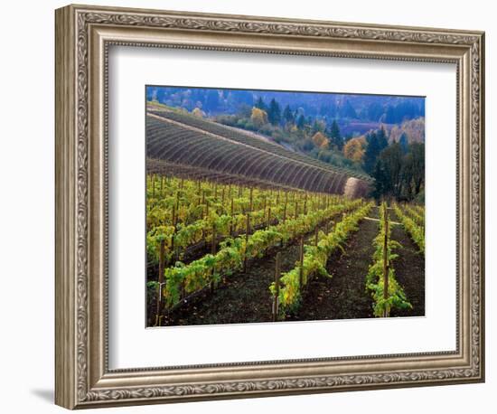 Vineyard in the Willamette Valley, Oregon, USA-Janis Miglavs-Framed Photographic Print