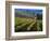 Vineyard in the Willamette Valley, Oregon, USA-Janis Miglavs-Framed Photographic Print