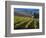 Vineyard in the Willamette Valley, Oregon, USA-Janis Miglavs-Framed Photographic Print