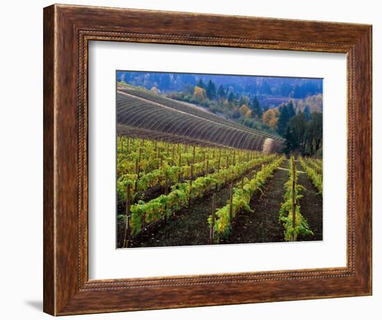 Vineyard in the Willamette Valley, Oregon, USA-Janis Miglavs-Framed Photographic Print