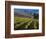 Vineyard in the Willamette Valley, Oregon, USA-Janis Miglavs-Framed Photographic Print