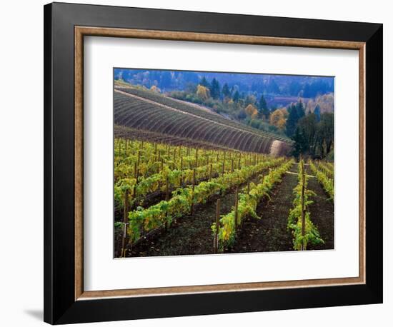 Vineyard in the Willamette Valley, Oregon, USA-Janis Miglavs-Framed Photographic Print