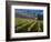 Vineyard in the Willamette Valley, Oregon, USA-Janis Miglavs-Framed Photographic Print