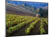 Vineyard in the Willamette Valley, Oregon, USA-Janis Miglavs-Mounted Photographic Print