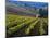 Vineyard in the Willamette Valley, Oregon, USA-Janis Miglavs-Mounted Photographic Print