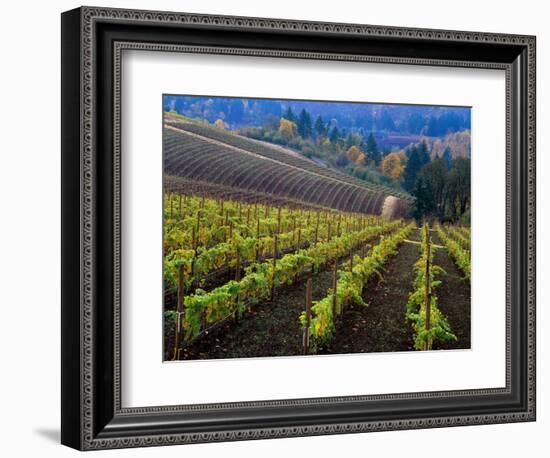 Vineyard in the Willamette Valley, Oregon, USA-Janis Miglavs-Framed Photographic Print