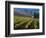 Vineyard in the Willamette Valley, Oregon, USA-Janis Miglavs-Framed Photographic Print