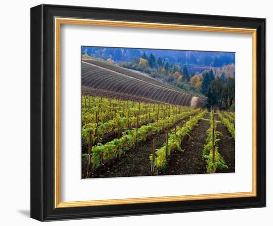 Vineyard in the Willamette Valley, Oregon, USA-Janis Miglavs-Framed Photographic Print