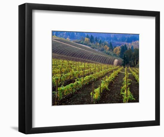 Vineyard in the Willamette Valley, Oregon, USA-Janis Miglavs-Framed Photographic Print