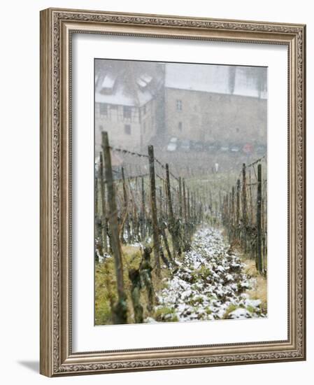 Vineyard in Winter, Riquewihr, Haut Rhin, Alsace, France-Walter Bibikow-Framed Photographic Print