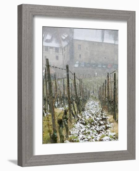 Vineyard in Winter, Riquewihr, Haut Rhin, Alsace, France-Walter Bibikow-Framed Photographic Print