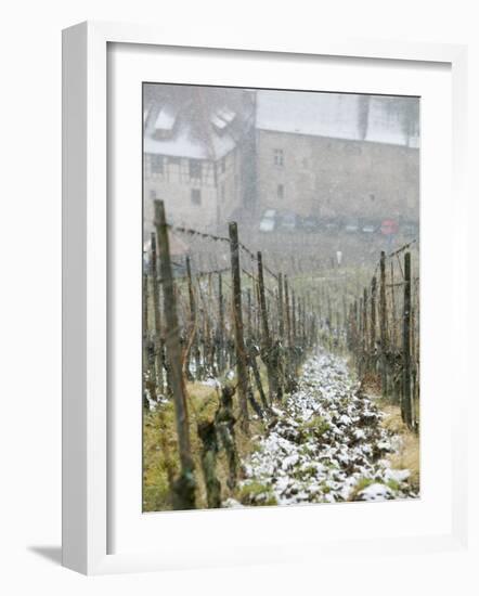 Vineyard in Winter, Riquewihr, Haut Rhin, Alsace, France-Walter Bibikow-Framed Photographic Print