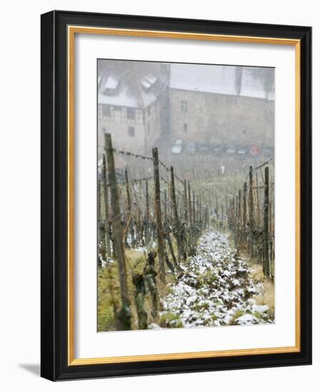 Vineyard in Winter, Riquewihr, Haut Rhin, Alsace, France-Walter Bibikow-Framed Photographic Print