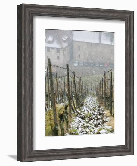 Vineyard in Winter, Riquewihr, Haut Rhin, Alsace, France-Walter Bibikow-Framed Photographic Print