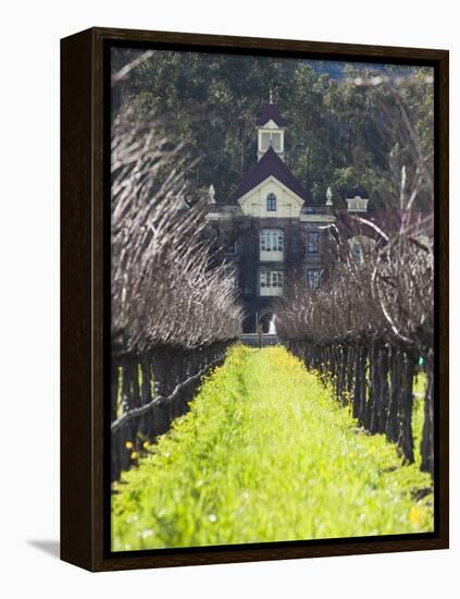 Vineyard in Winter, Rubicon Estate Vineyard, Rutherford, Napa Valley Wine Country, California, Usa-Walter Bibikow-Framed Premier Image Canvas