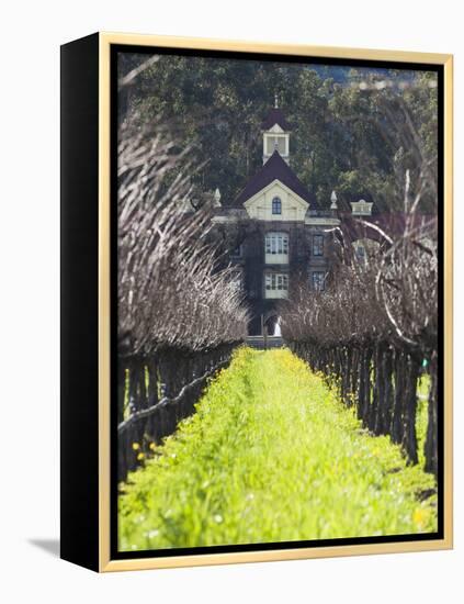 Vineyard in Winter, Rubicon Estate Vineyard, Rutherford, Napa Valley Wine Country, California, Usa-Walter Bibikow-Framed Premier Image Canvas