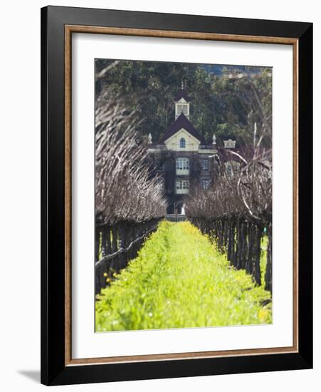 Vineyard in Winter, Rubicon Estate Vineyard, Rutherford, Napa Valley Wine Country, California, Usa-Walter Bibikow-Framed Photographic Print