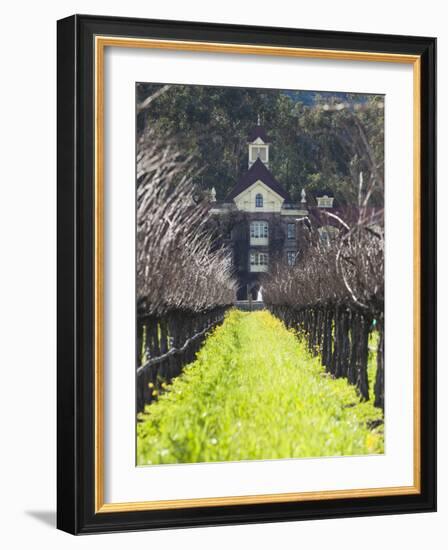 Vineyard in Winter, Rubicon Estate Vineyard, Rutherford, Napa Valley Wine Country, California, Usa-Walter Bibikow-Framed Photographic Print