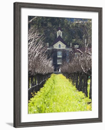 Vineyard in Winter, Rubicon Estate Vineyard, Rutherford, Napa Valley Wine Country, California, Usa-Walter Bibikow-Framed Photographic Print