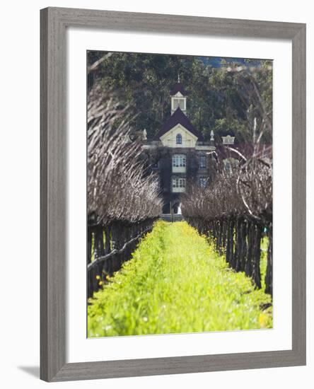 Vineyard in Winter, Rubicon Estate Vineyard, Rutherford, Napa Valley Wine Country, California, Usa-Walter Bibikow-Framed Photographic Print