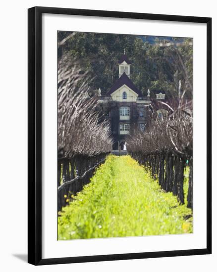 Vineyard in Winter, Rubicon Estate Vineyard, Rutherford, Napa Valley Wine Country, California, Usa-Walter Bibikow-Framed Photographic Print