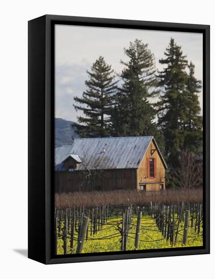 Vineyard in Winter, Rutherford, Napa Valley Wine Country, Northern California, Usa-Walter Bibikow-Framed Premier Image Canvas