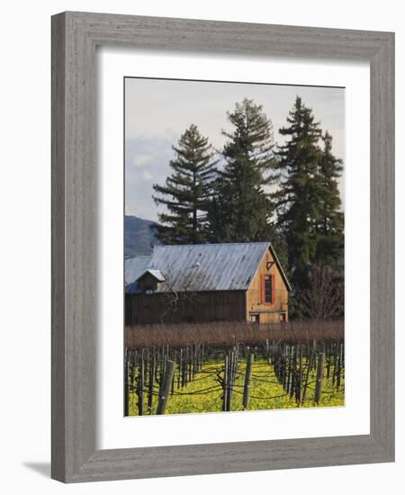 Vineyard in Winter, Rutherford, Napa Valley Wine Country, Northern California, Usa-Walter Bibikow-Framed Photographic Print