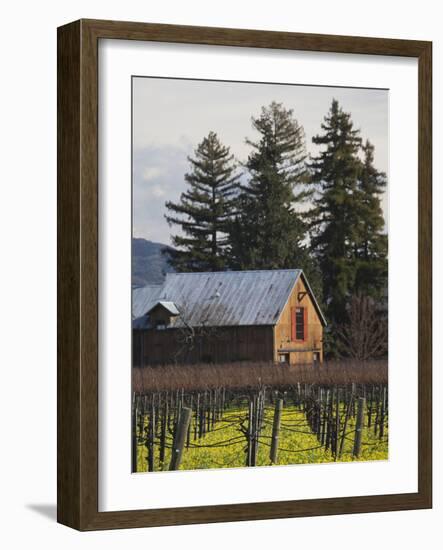 Vineyard in Winter, Rutherford, Napa Valley Wine Country, Northern California, Usa-Walter Bibikow-Framed Photographic Print