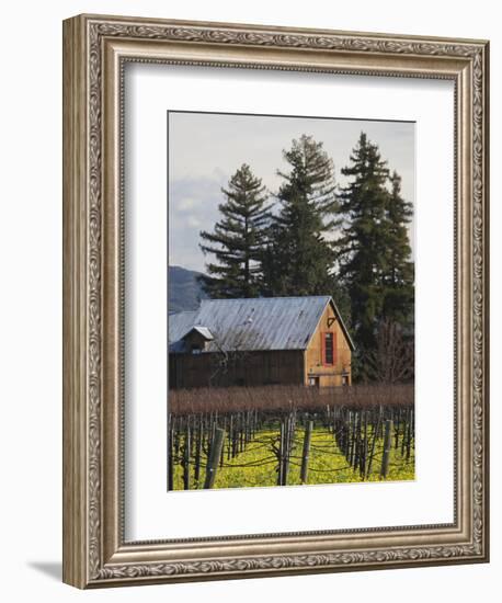 Vineyard in Winter, Rutherford, Napa Valley Wine Country, Northern California, Usa-Walter Bibikow-Framed Photographic Print