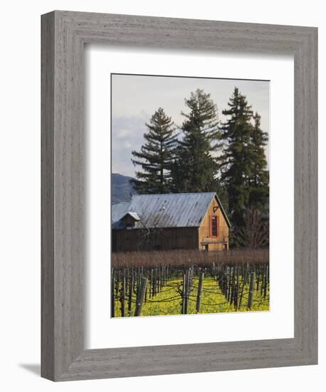 Vineyard in Winter, Rutherford, Napa Valley Wine Country, Northern California, Usa-Walter Bibikow-Framed Photographic Print