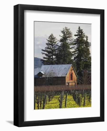 Vineyard in Winter, Rutherford, Napa Valley Wine Country, Northern California, Usa-Walter Bibikow-Framed Photographic Print