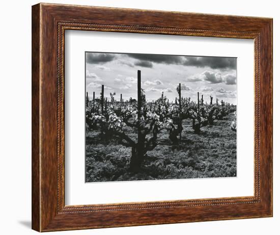 Vineyard, Landscape, c. 1955-Brett Weston-Framed Photographic Print