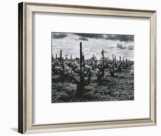Vineyard, Landscape, c. 1955-Brett Weston-Framed Photographic Print